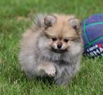 Pomchi pup, België, Keeshond, Reu, CDV (hondenziekte)