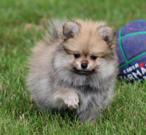 Pomchi pup, Dieren en Toebehoren, Honden | Poolhonden, Keeshonden en Oertypen, Reu, Keeshond, Fokker | Professioneel, Eén hond