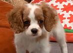 Cavalier King Charles puppy, Teef, 8 tot 15 weken, België, Fokker | Professioneel