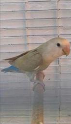Laatste 2 agapornis roseicollis lovebird, Dieren en Toebehoren, Vogels | Parkieten en Papegaaien