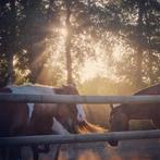 Les natural horsemanship en western, Animaux & Accessoires, Chevaux & Poneys | Autres trucs de cheval, Western, Enlèvement ou Envoi