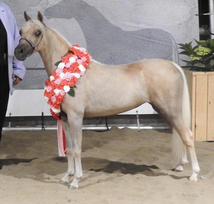 gezocht : verdwenen minipaardje Hope, Dieren en Toebehoren, Paarden en Pony's | Dekhengsten en Fokmerries, Merrie