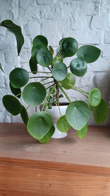 Plante à crêpes avec pot de fleurs, Enlèvement