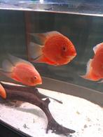 heros severum red spotted  10/12 cm, Dieren en Toebehoren, Vis, Zoetwatervis