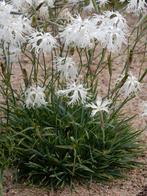 Dianthus, Ophalen