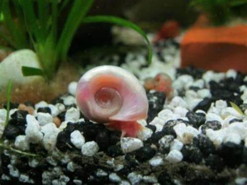 posthoorn slakjes, Animaux & Accessoires, Poissons | Poissons d'aquarium, Escargot ou Mollusque