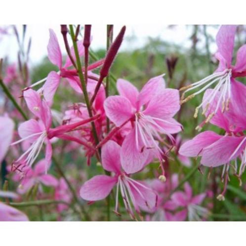 Gaura lindheimerii 'Siskiyou Pink' -, Tuin en Terras, Planten | Tuinplanten, Vaste plant, Ophalen