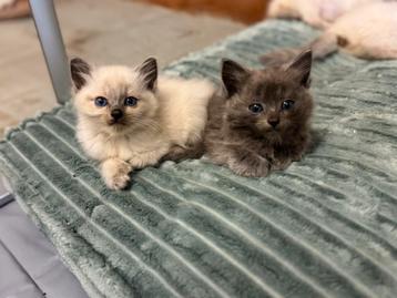 Munchkin kittens zoeken huis beschikbaar voor biedingen