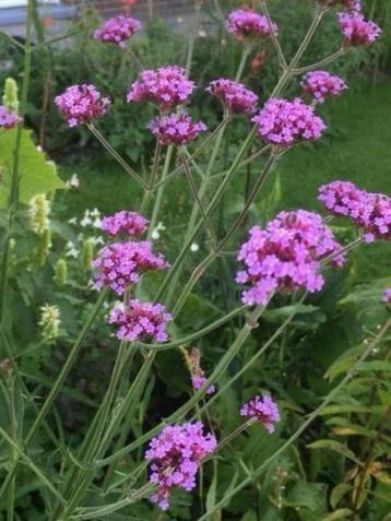 Verbena bonariensis/ ijzerhard, bijenplant beschikbaar voor biedingen