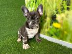 Franse Bulldog puppy's - Merle kleur, Dieren en Toebehoren, Meerdere, Bulldog, 8 tot 15 weken, Meerdere dieren