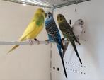 Perruches ondulées mâles, Dieren en Toebehoren, Vogels | Toebehoren, Ophalen