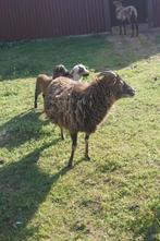 Soay schaap - Mama ooi, Dieren en Toebehoren, Schapen, Geiten en Varkens, Vrouwelijk, Schaap, 3 tot 5 jaar
