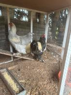 Brahmas te koop, Dieren en Toebehoren