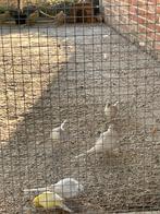 Witte diamantduifjes, Dieren en Toebehoren