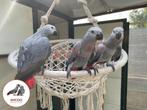 3 grijze roodstaarten handtam - gris du gabon EAM, Dieren en Toebehoren, Vogels | Parkieten en Papegaaien, Meerdere dieren, Papegaai