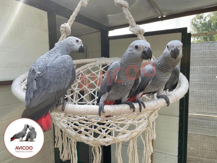 3 grijze roodstaarten handtam - gris du gabon EAM, Dieren en Toebehoren, Vogels | Parkieten en Papegaaien, Papegaai, Meerdere dieren