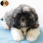 Shih Tzu - Belgische pups te koop, Dieren en Toebehoren, Honden | Chihuahua's en Gezelschapshonden, België, CDV (hondenziekte)