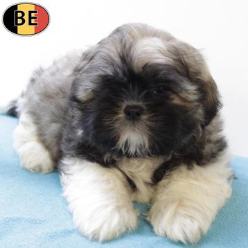 Shih Tzu - Belgische pups te koop beschikbaar voor biedingen