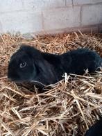 Mooi vrouwelijk hangoor konijntje supertam, Dieren en Toebehoren, Konijnen, Vrouwelijk, Hangoor