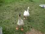 koppel ganzen, Dieren en Toebehoren, Pluimvee, Meerdere dieren, Gans of Zwaan