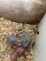 Roseicollis baby’s, Dieren en Toebehoren, Vogels | Parkieten en Papegaaien, Meerdere dieren, Dwergpapegaai of Agapornis