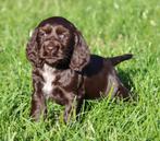 Engelse Cocker pups Chocolade, Dieren en Toebehoren, Honden | Retrievers, Spaniëls en Waterhonden, België, CDV (hondenziekte)
