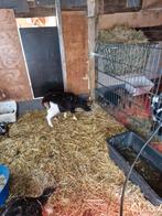 Dwerggeitjes, Animaux & Accessoires, Moutons, Chèvres & Cochons, Plusieurs animaux, Chèvre, 0 à 2 ans