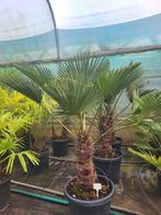 Trachycarpus wagnerianus, stam 35/40, totaal 110/120 hoog., Ophalen of Verzenden