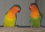 1-1 Fischeri opaline pale fallow 2024, Dieren en Toebehoren, Vogels | Parkieten en Papegaaien