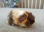 Tessel cavia beertje, Animaux & Accessoires, Rongeurs, Cobaye
