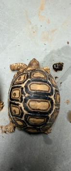 Pardalis somalica-schildpad, Dieren en Toebehoren, Reptielen en Amfibieën, Schildpad