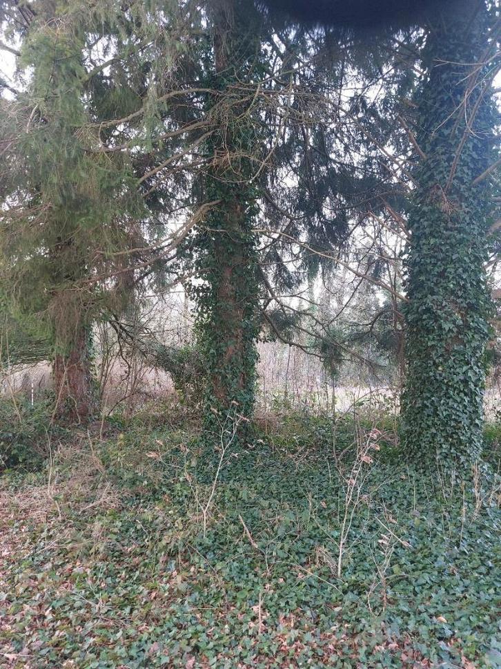 bois de chauffage, Jardin & Terrasse, Bois de chauffage, Troncs d'arbres, Hêtre, Enlèvement