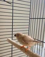 Zebravinkjes te koop, Meerdere dieren, Tropenvogel
