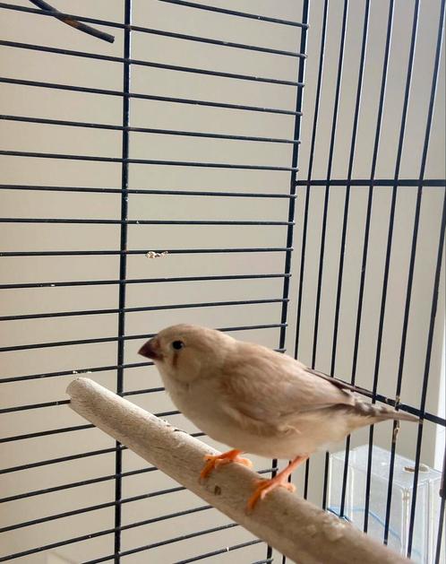Zebravinkjes te koop, Dieren en Toebehoren, Vogels | Overige Vogels, Tropenvogel, Meerdere dieren