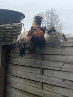 Jonge Kippen Padua trio haan en 2 hennen, Dieren en Toebehoren, Pluimvee, Meerdere dieren, Kip