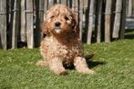Prachtige Cavapoo pups, Dieren en Toebehoren, België, Overige rassen, CDV (hondenziekte), 8 tot 15 weken