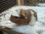 Cuy cavia beertje, Dieren en Toebehoren, Knaagdieren, Cavia, Mannelijk, November, Tam