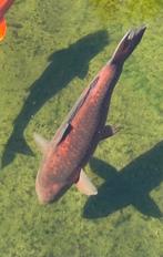 Chagoi 50cm, Dieren en Toebehoren