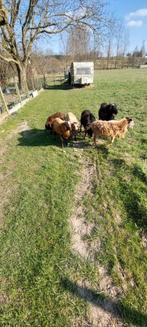 Kameroen schapen, Dieren en Toebehoren, Schapen, Geiten en Varkens