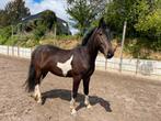 4 Jarige E pony ruin met body, Animaux & Accessoires, Chevaux, Vermifugé, Débourré, Moins de 160 cm, 3 à 6 ans