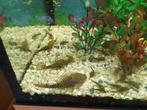 ancitrus baby's, Dieren en Toebehoren, Vis, Zoetwatervis