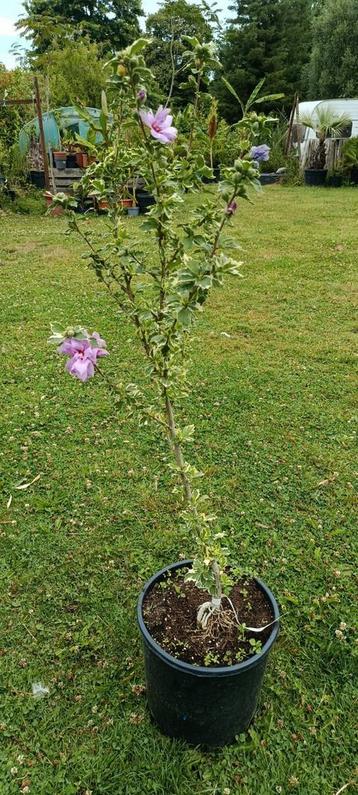Hibiscus van Gogh (variegata) beschikbaar voor biedingen