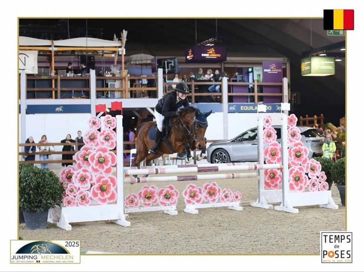 Veelzijdige D-pony, Animaux & Accessoires, Poneys