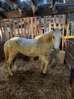 Cheval de randonnée à vendre, Animaux & Accessoires, Poneys, Vermifugé, 11 ans ou plus, Débourré, Poney de récréation