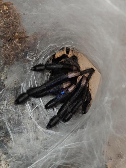 Verschillende Vogelspinnen!, Dieren en Toebehoren, Insecten en Spinnen