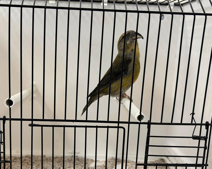 becs croisés, Animaux & Accessoires, Oiseaux | Oiseaux Autre, Oiseau chanteur sauvage, Plusieurs animaux, Bagué