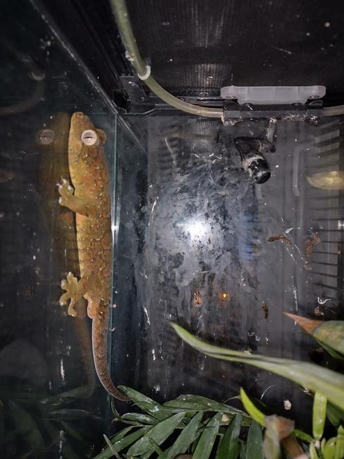 Chahoua Rode en groene man van 3 jaar, Dieren en Toebehoren, Reptielen en Amfibieën, Hagedis, 3 tot 6 jaar