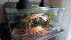Terrarium en verre, Animaux & Accessoires, Enlèvement, Comme neuf, Terrarium ou Paludarium