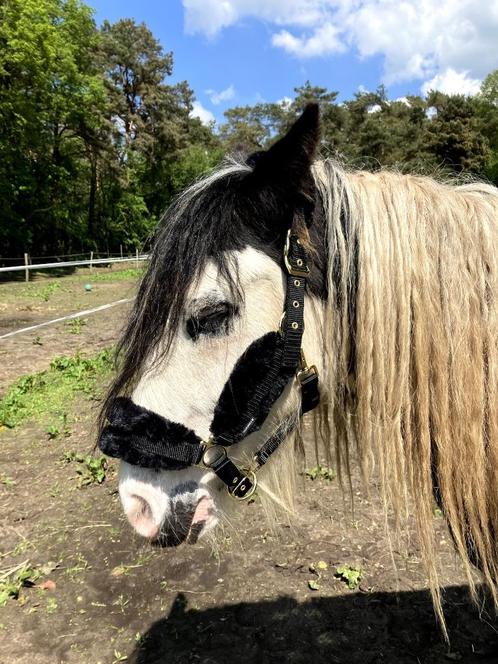 Bont halster, Dieren en Toebehoren, Paarden en Pony's | Hoofdstellen en Tuigage, Nieuw, Overige soorten, Ophalen of Verzenden