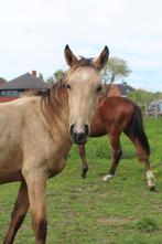Zangersheide valk jaarling hengst, Dieren en Toebehoren, Paarden en Pony's | Dekhengsten en Fokmerries, Hengst